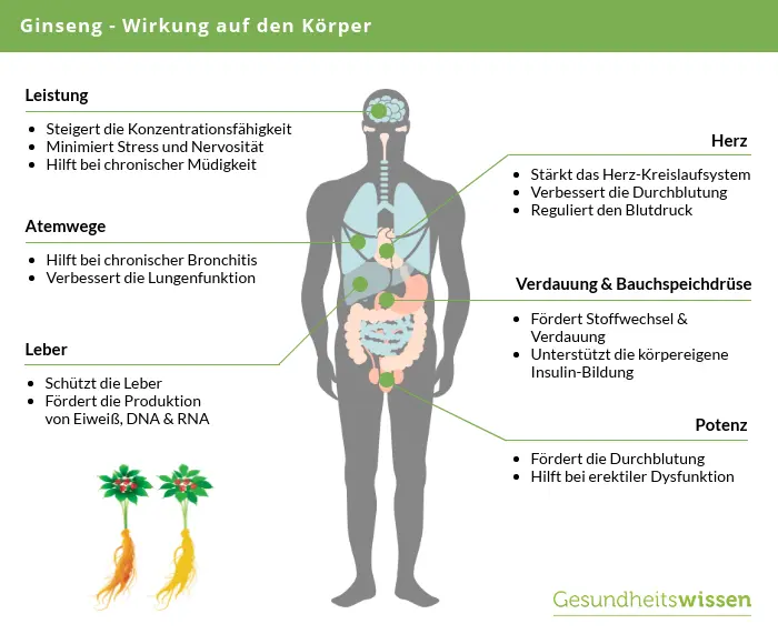 roter ginseng wirkung: Wirkung auf Körper und Geist erklärt