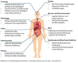 roter ginseng wirkung