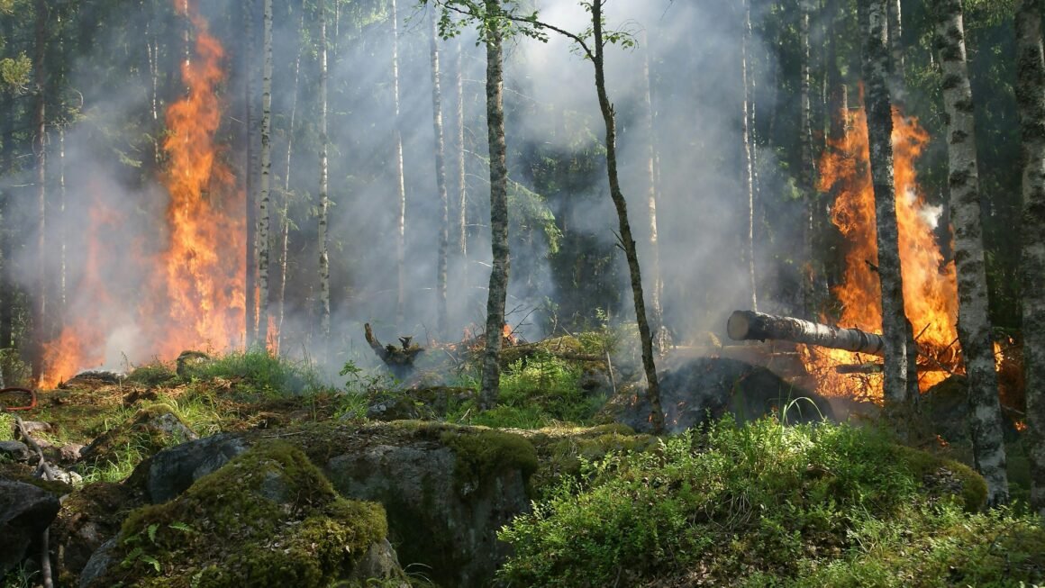 Flächenbrand: Ursachen, Gefahren und wirksame Schutzmaßnahmen