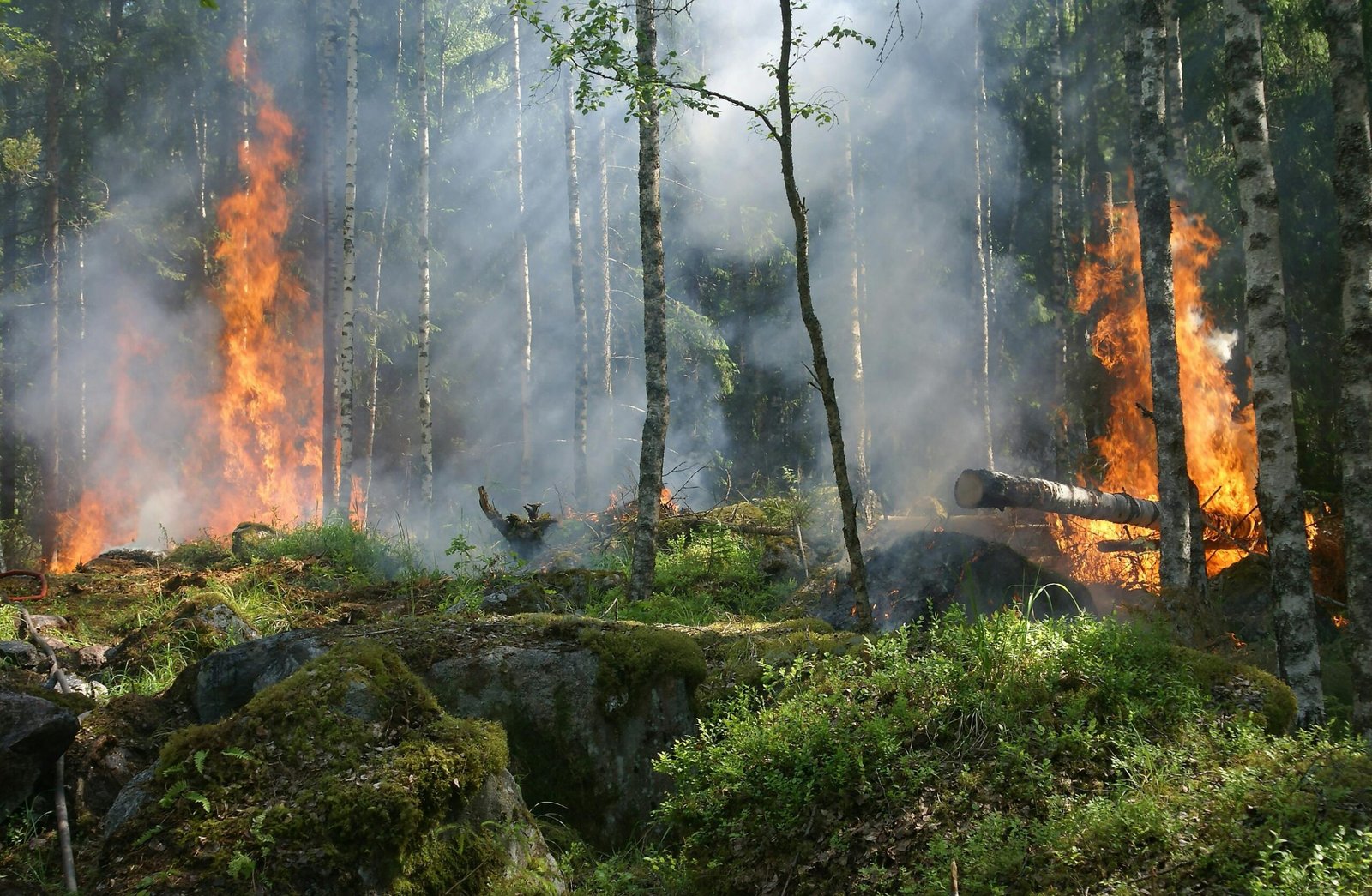 flächenbrand